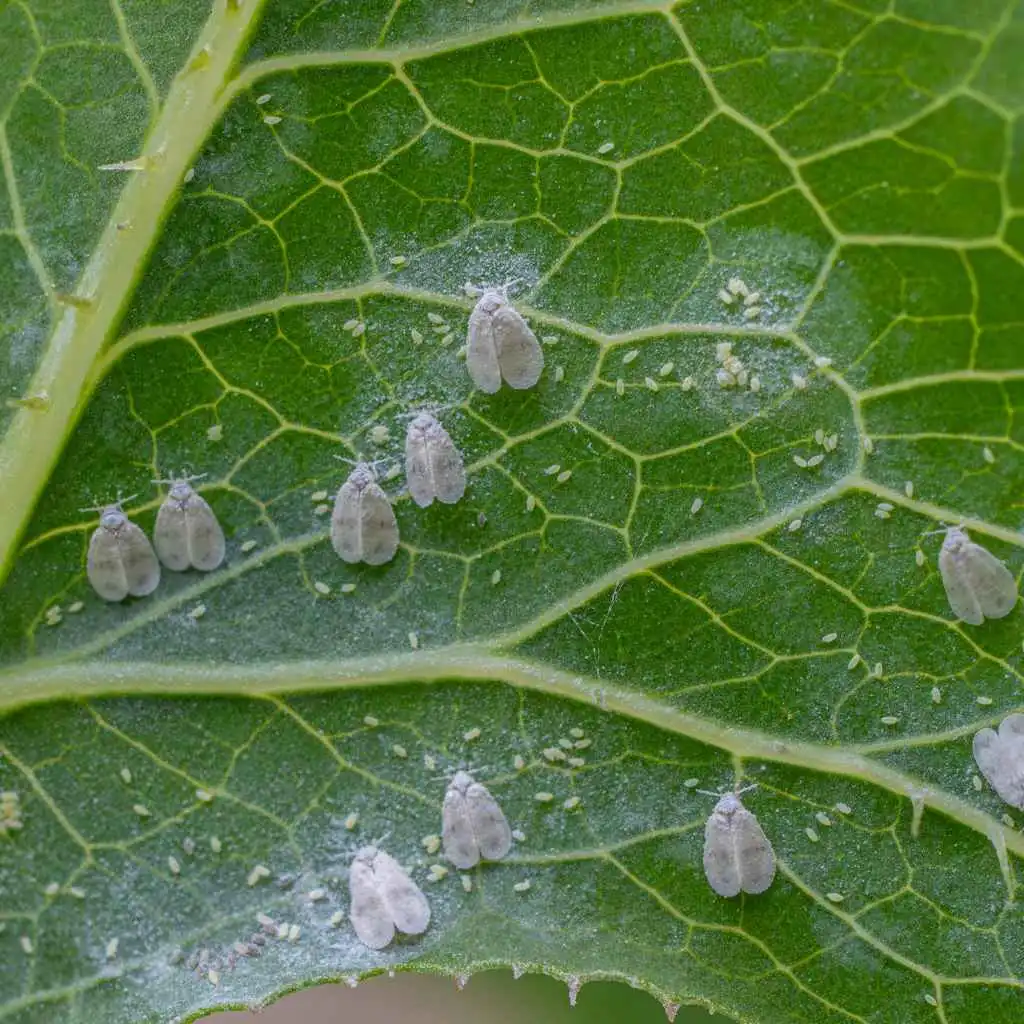 Understanding Common Garden Invaders