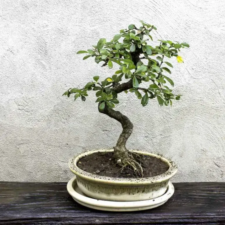 How to Fertilize a Fukien Tea Bonsai the Right Way