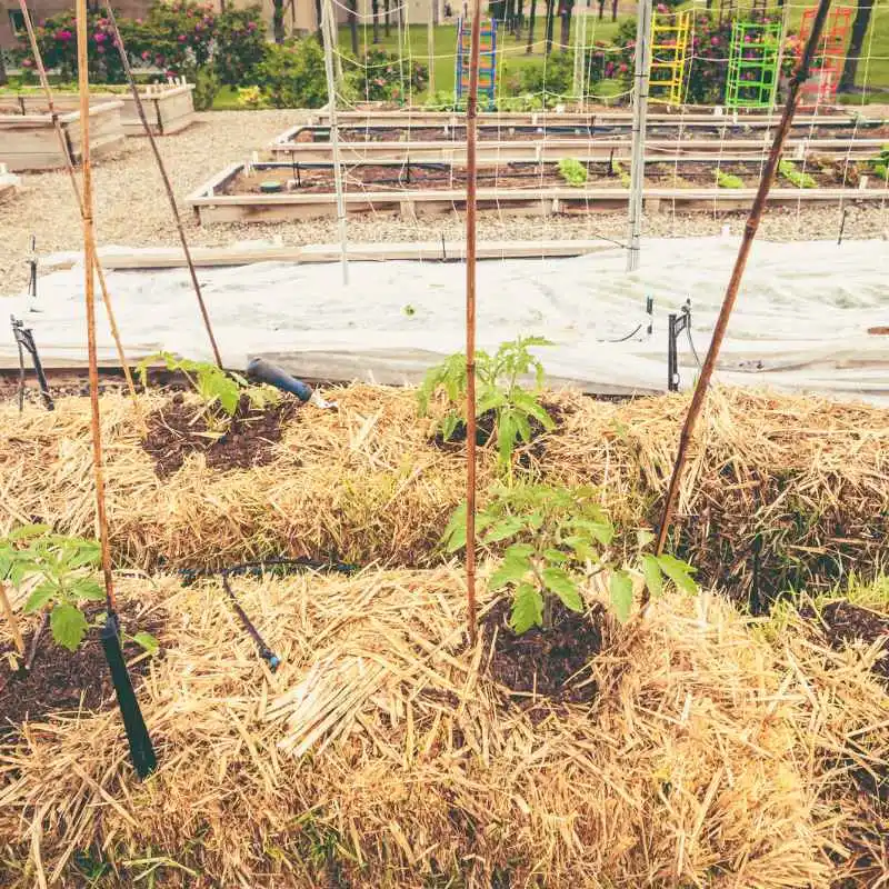 What is a Straw Bale Garden?