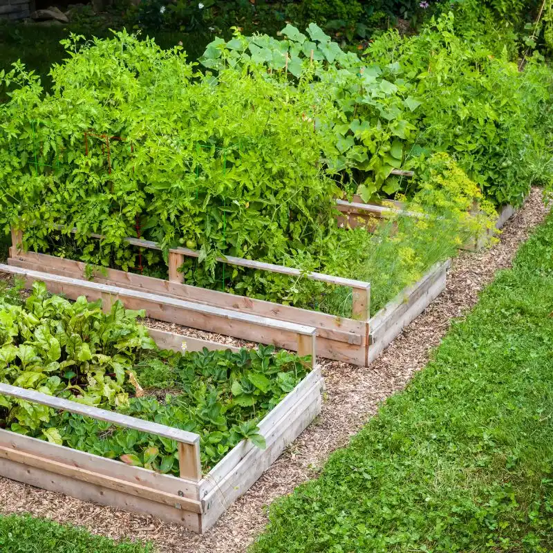 How to start a Spanish vegetable garden?