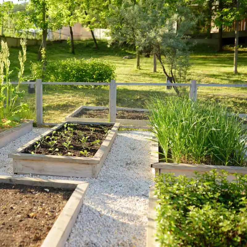 Is Ground Contact Lumber Safe For Vegetable Gardens?