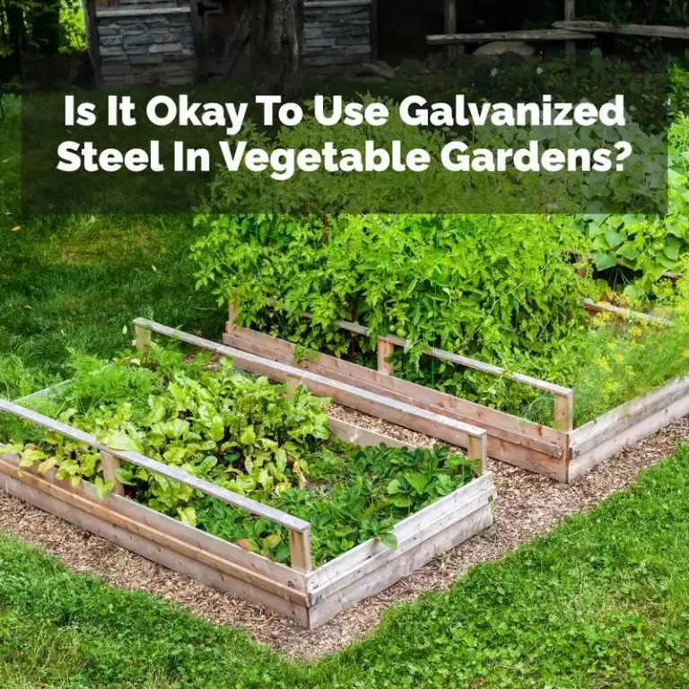 Is It Okay To Use Galvanized Steel In Vegetable Gardens?