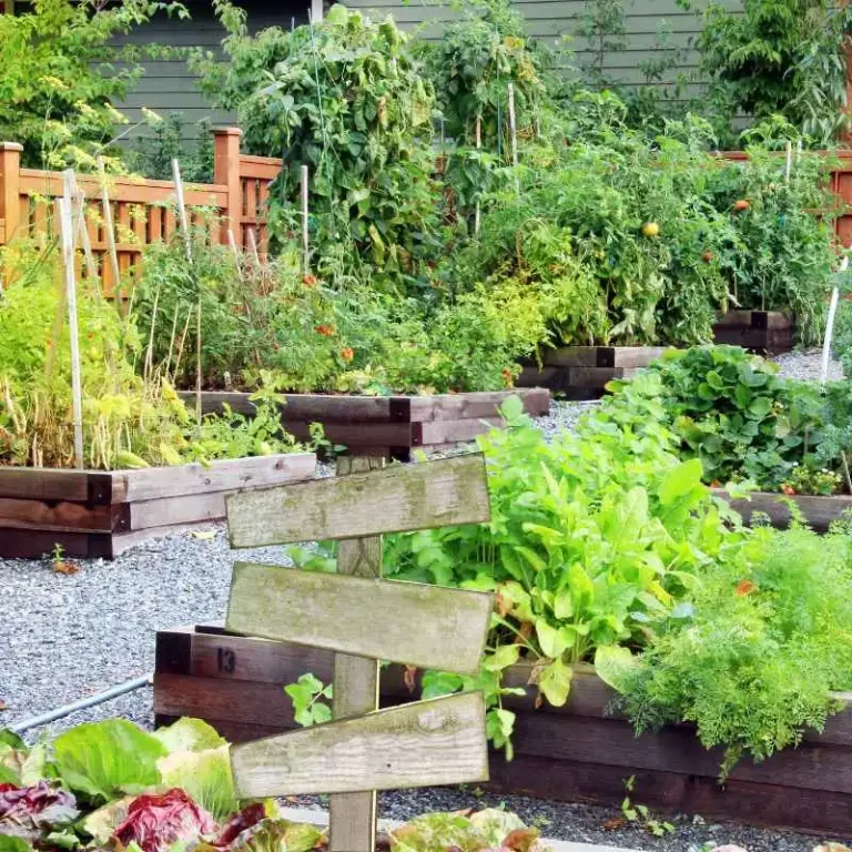 Is Pressure Treated Wood Safe For Vegetable Gardens