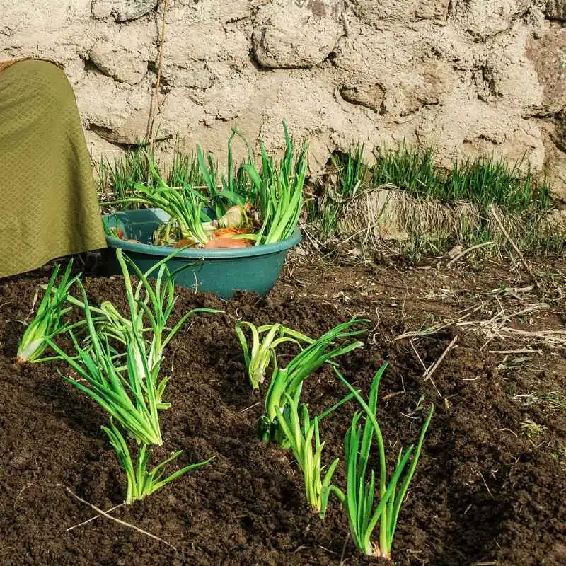 Quick Tips for Managing Onion Seed Stalks