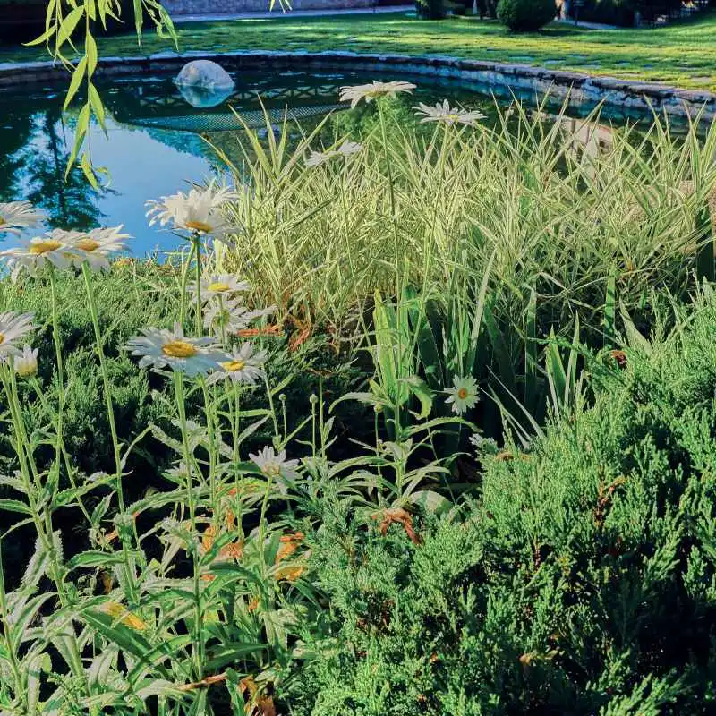 Quick Tips for Your Own "Pond" Planting