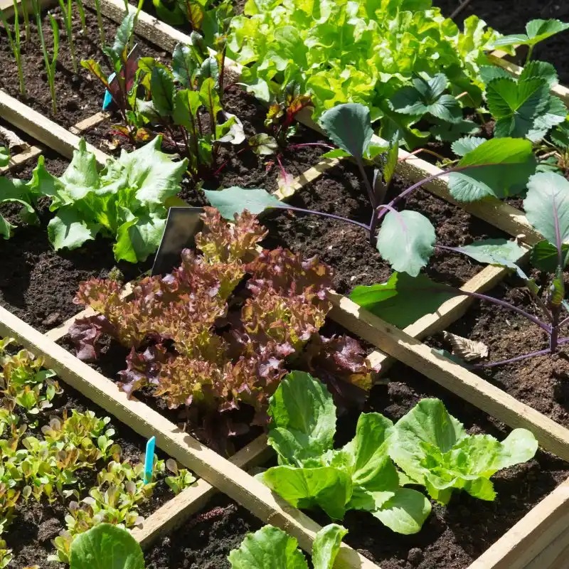 Swiss Chard (Acelgas) - The King of Spanish Huertos