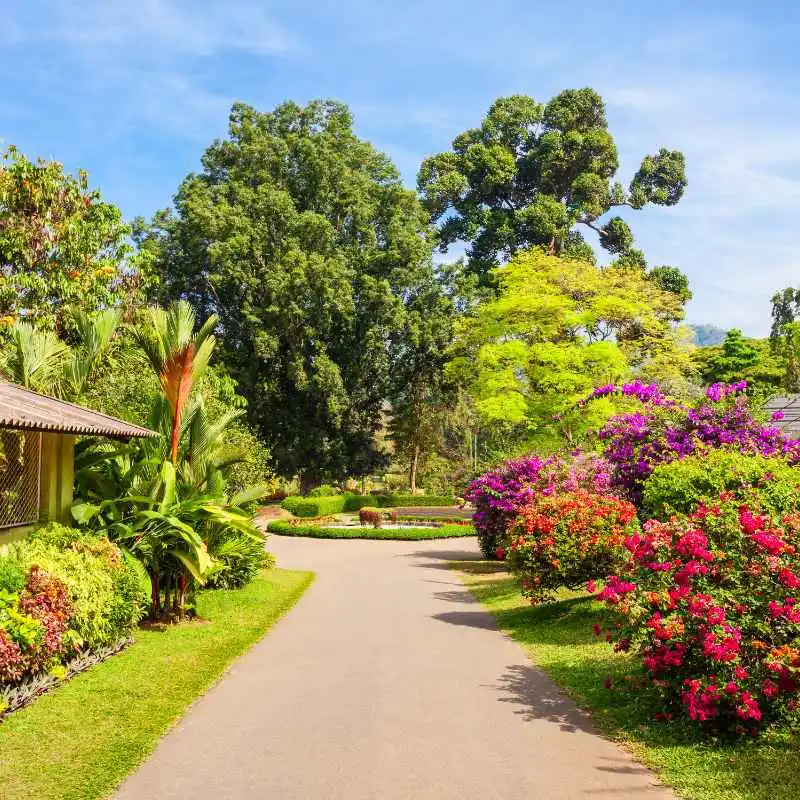 The Allure of the Green Oasis