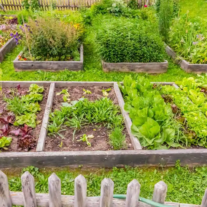 The History of Wood Treatments and Garden Concerns