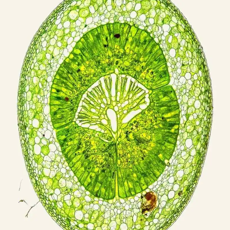 The Mighty Chloroplast