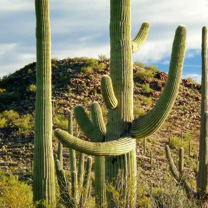 The Saguaro Cactus