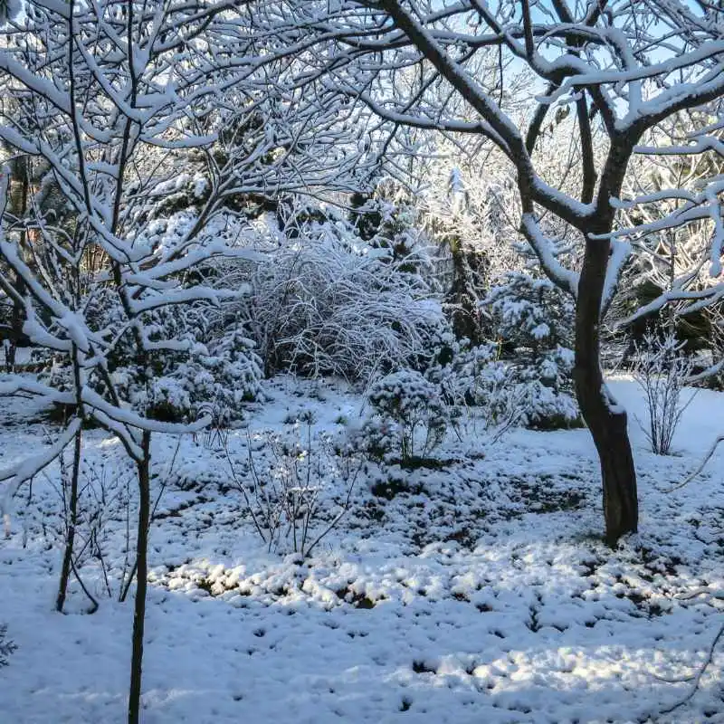 Understanding Chicago Botanic Garden's Winter Schedule