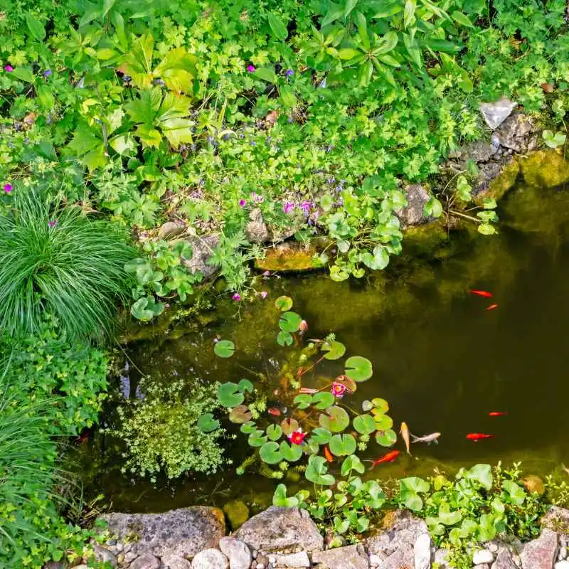 Understanding Fish Pond Water for Your Garden