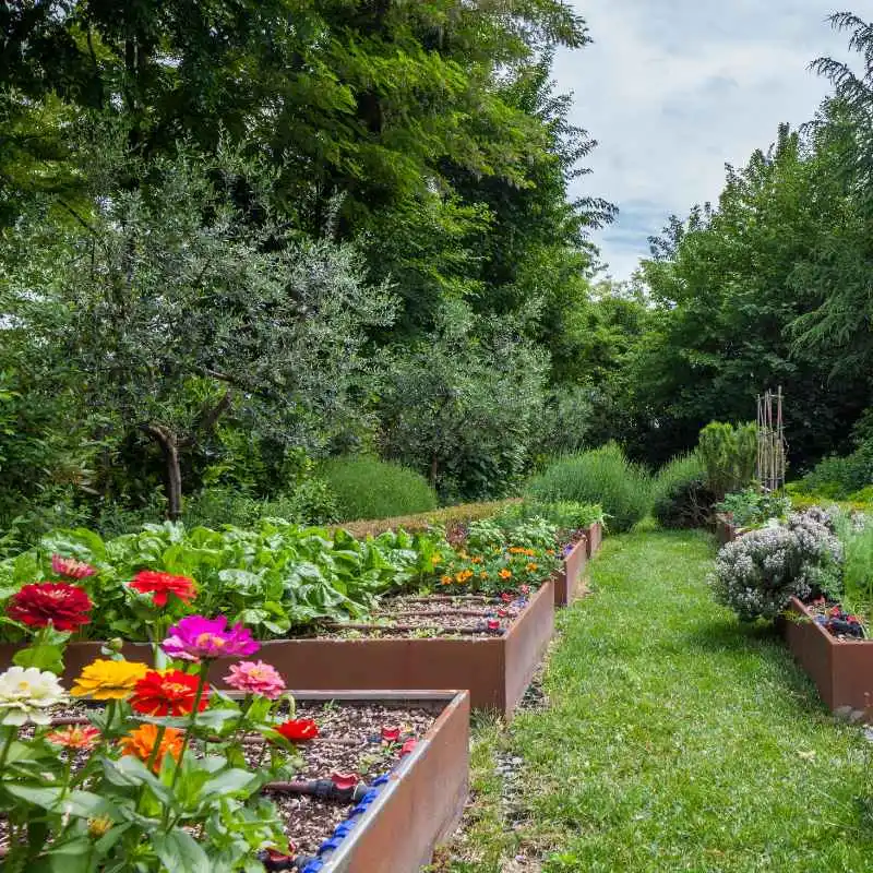 Are Treated Pine Sleepers Ok For Vegetable Gardens? Truth