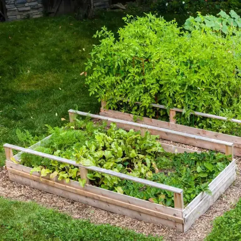 What A Raised Vegetable Garden Planting Should Look Like