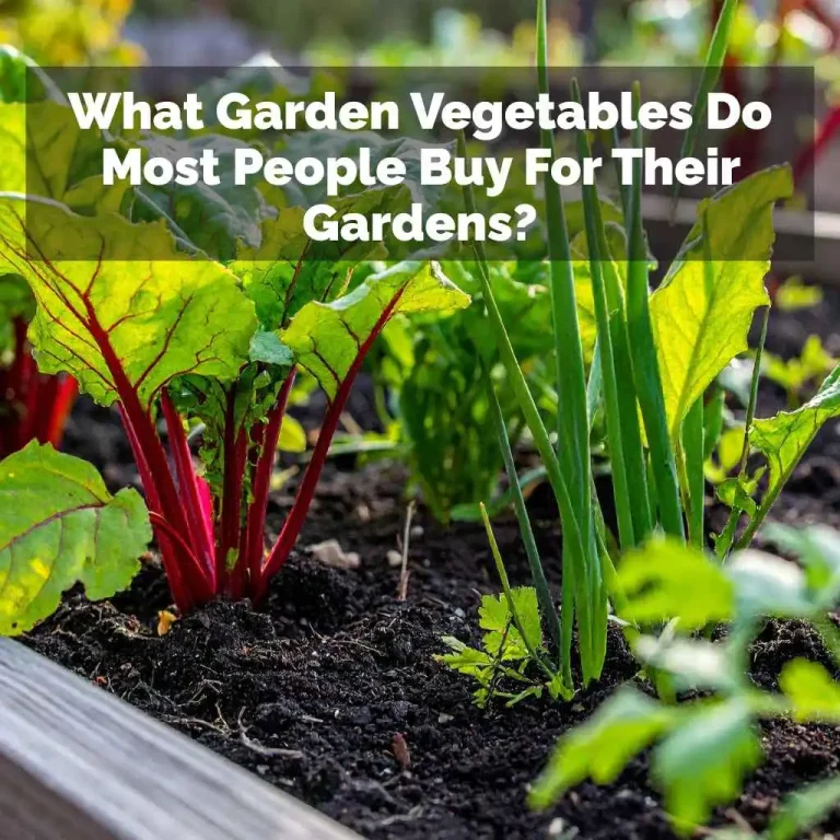 What Garden Vegetables Do Most People Buy For Their Gardens