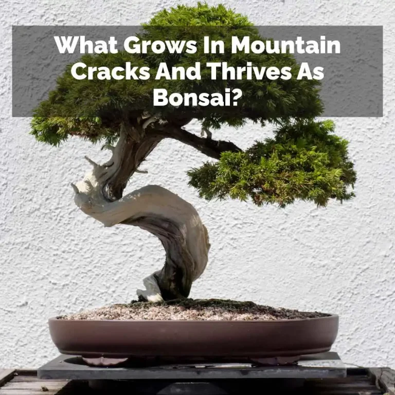 What Grows In Mountain Cracks And Thrives As Bonsai