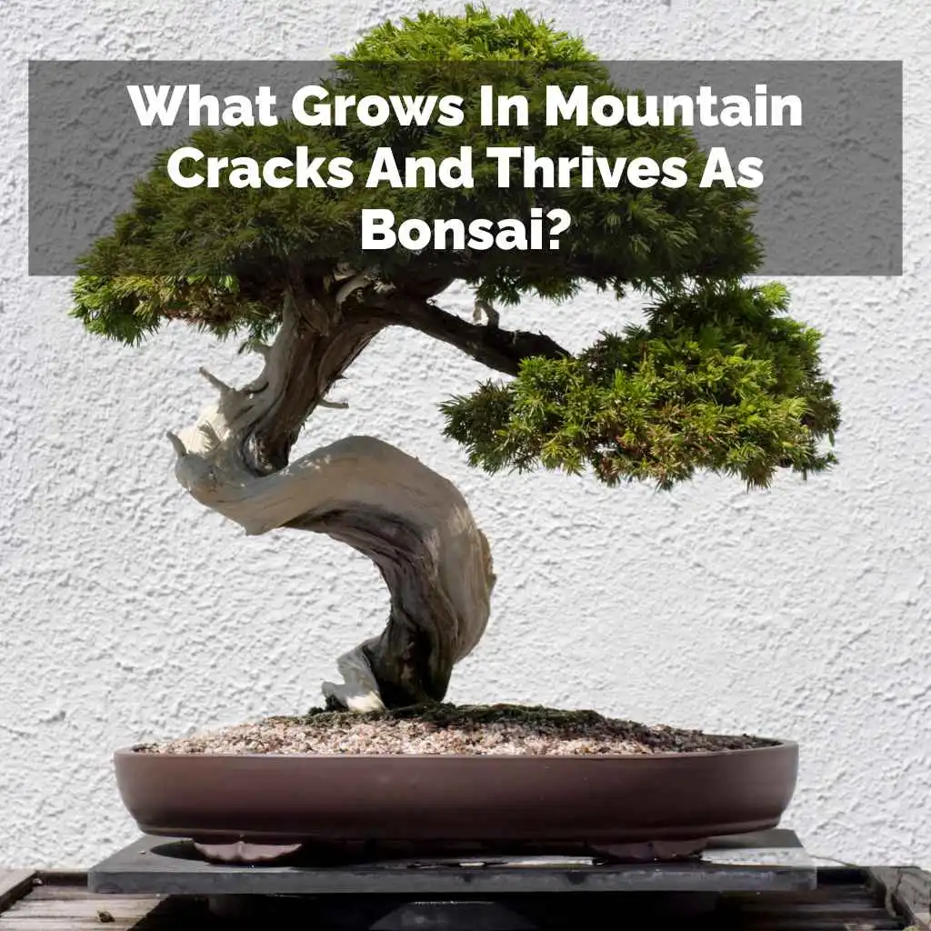 What Grows In Mountain Cracks And Thrives As Bonsai