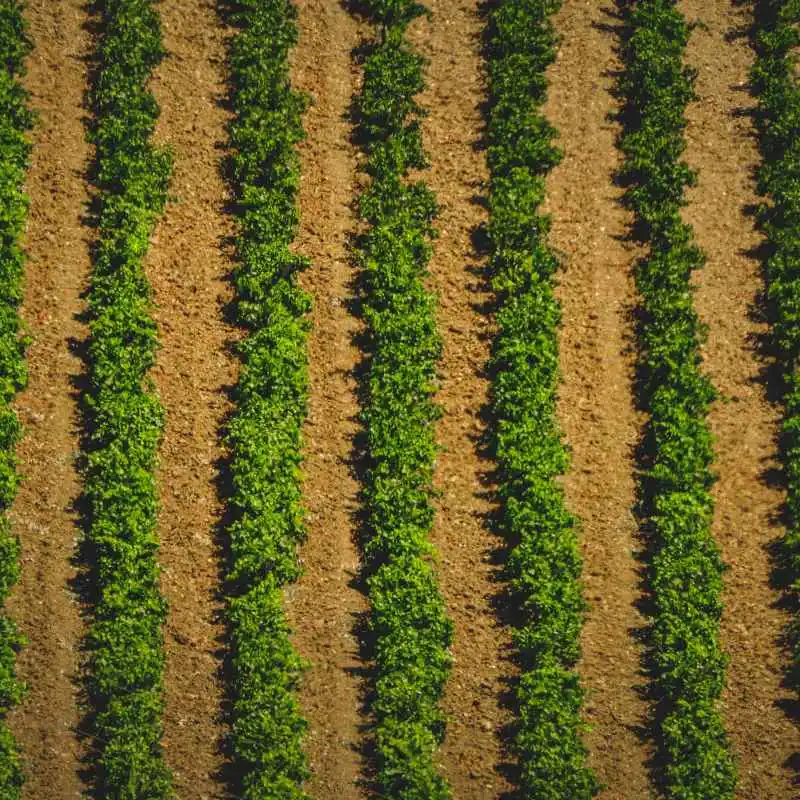 What Is Soil Salinity and How Does It Develop?