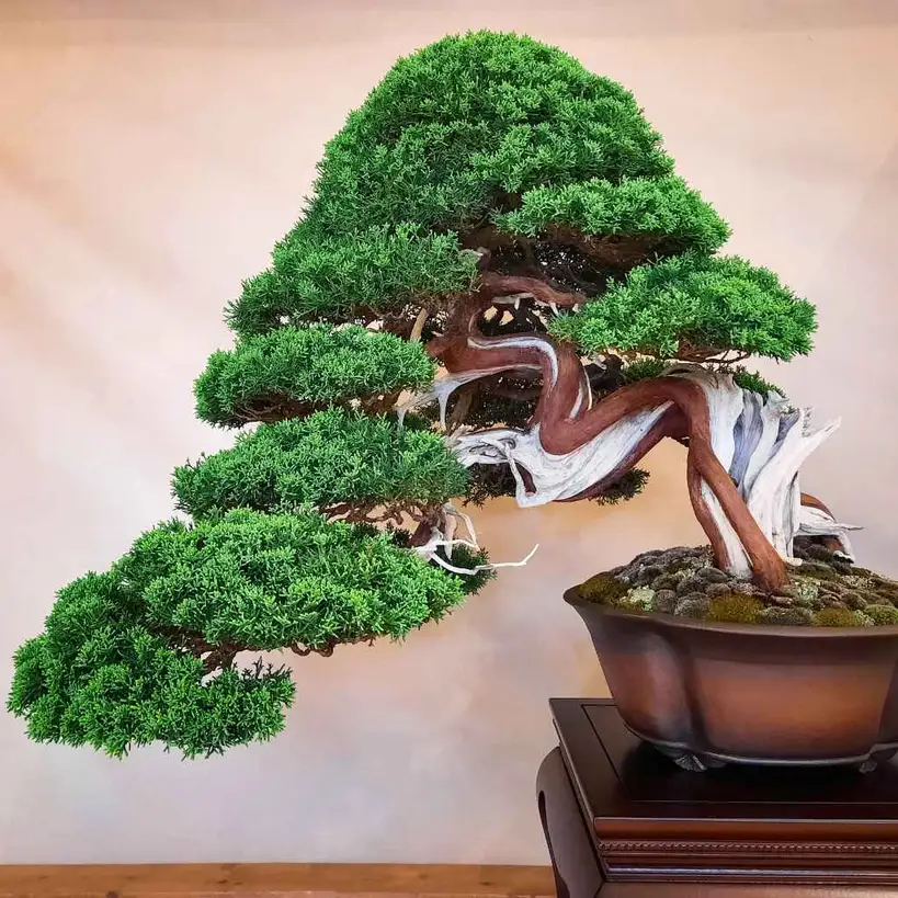 Understanding Narifolia Bonsai Cold Tolerance