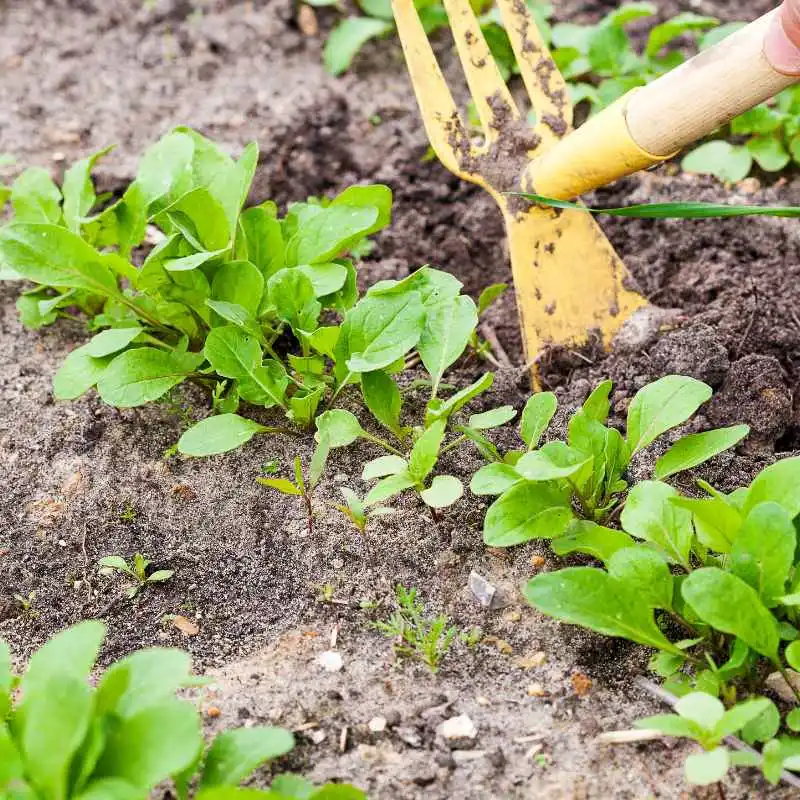 What Is a Safe Weed and Feed for Vegetable Gardens?