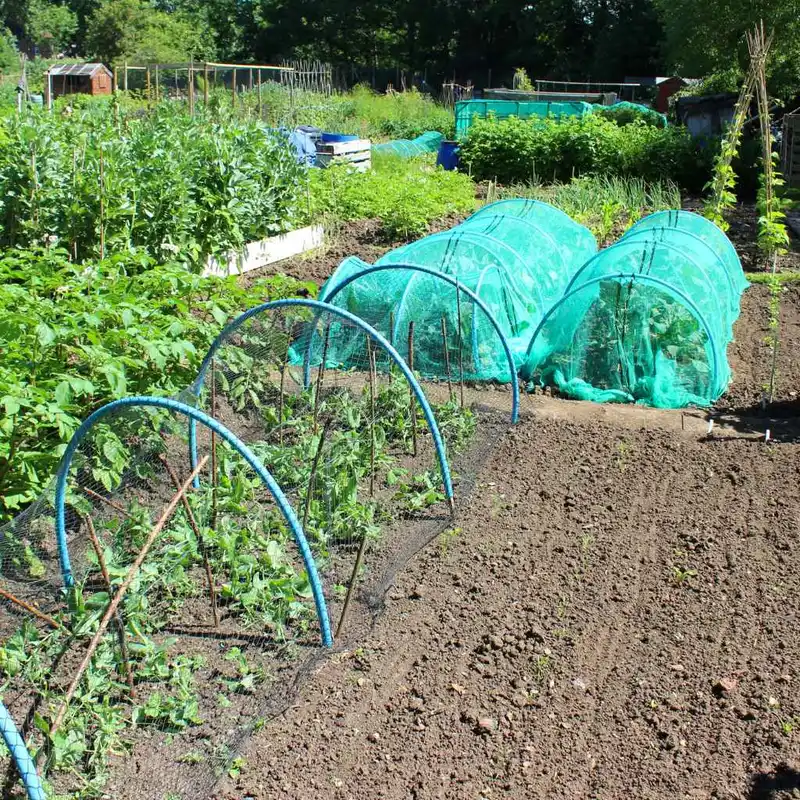 What Type Of Netting Should You Use Over Garden Vegetables?