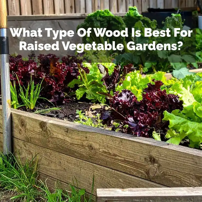 What Type Of Wood Is Best For Raised Vegetable Gardens