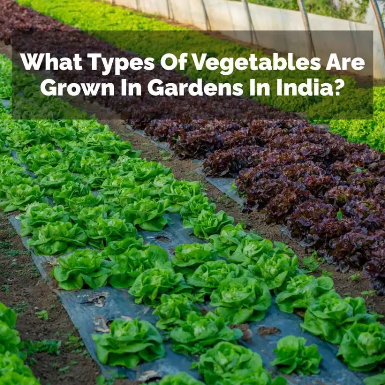 What Types Of Vegetables Are Grown In Gardens In India