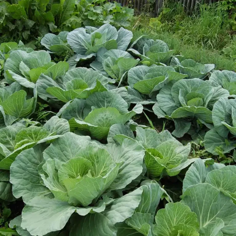 What Vegetables Are Currently Growing In Broward County Gardens?