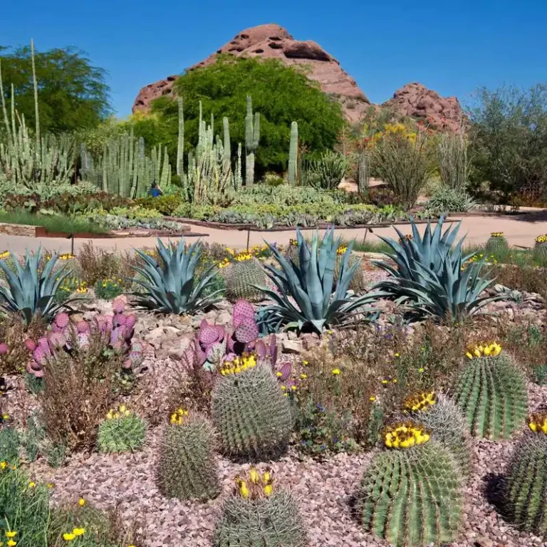 When Does The Gertrudis Restaurant At Desert Botanical Gardens Open