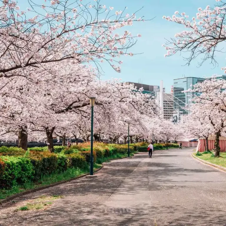 When Is The Cherry Blossom Festival At Brooklyn Botanical Gardens