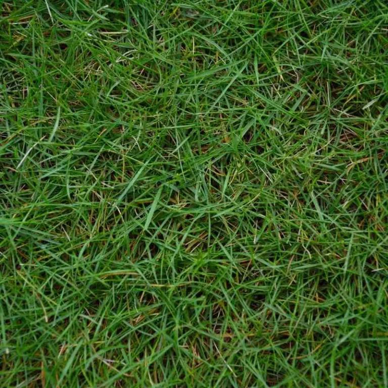 When to Plant Bermuda Grass Seed in Texas