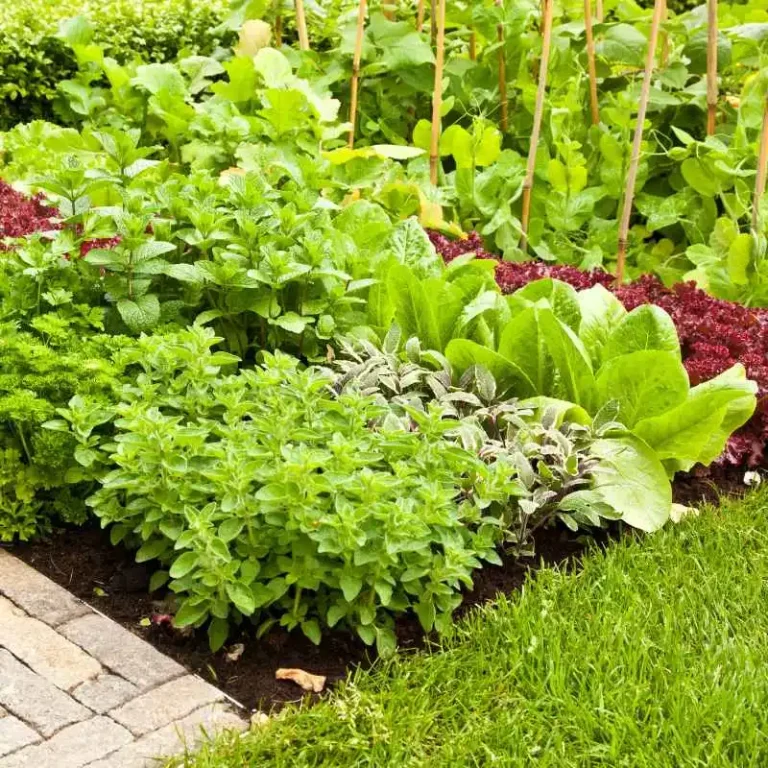 Where to Get Vegetable Patches in Merge Gardens