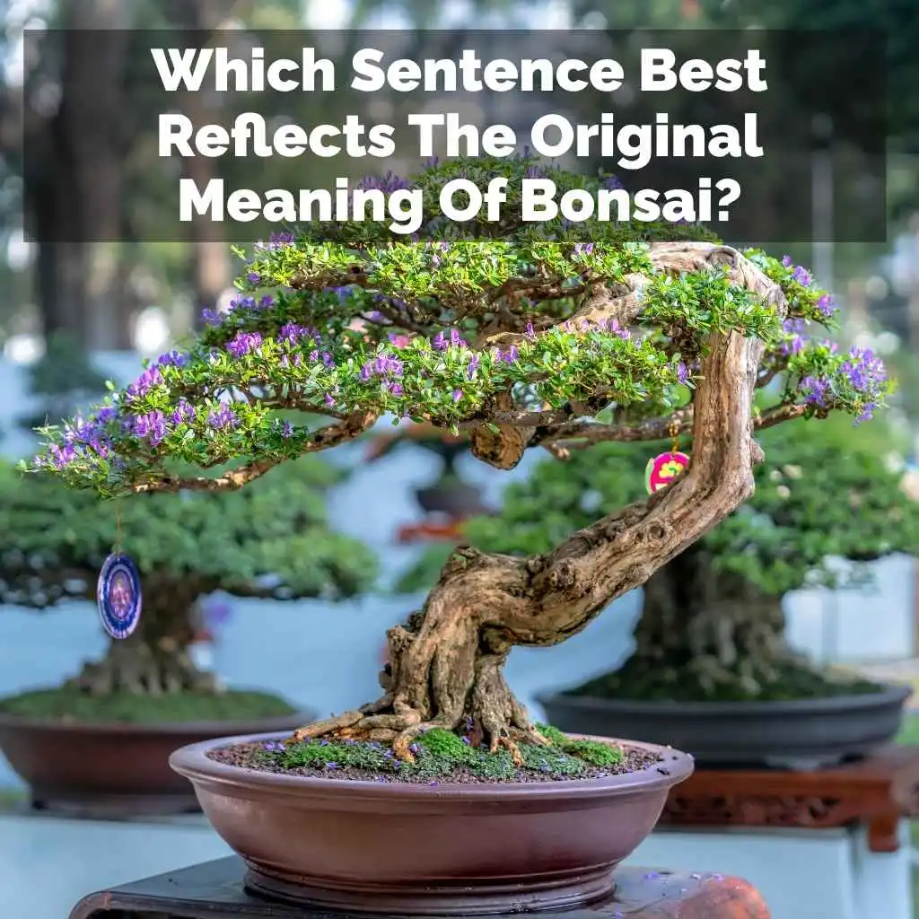 Which Sentence Best Reflects The Original Meaning Of Bonsai?