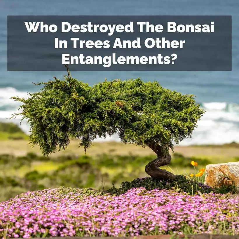 Who Destroyed The Bonsai In Trees And Other Entanglements