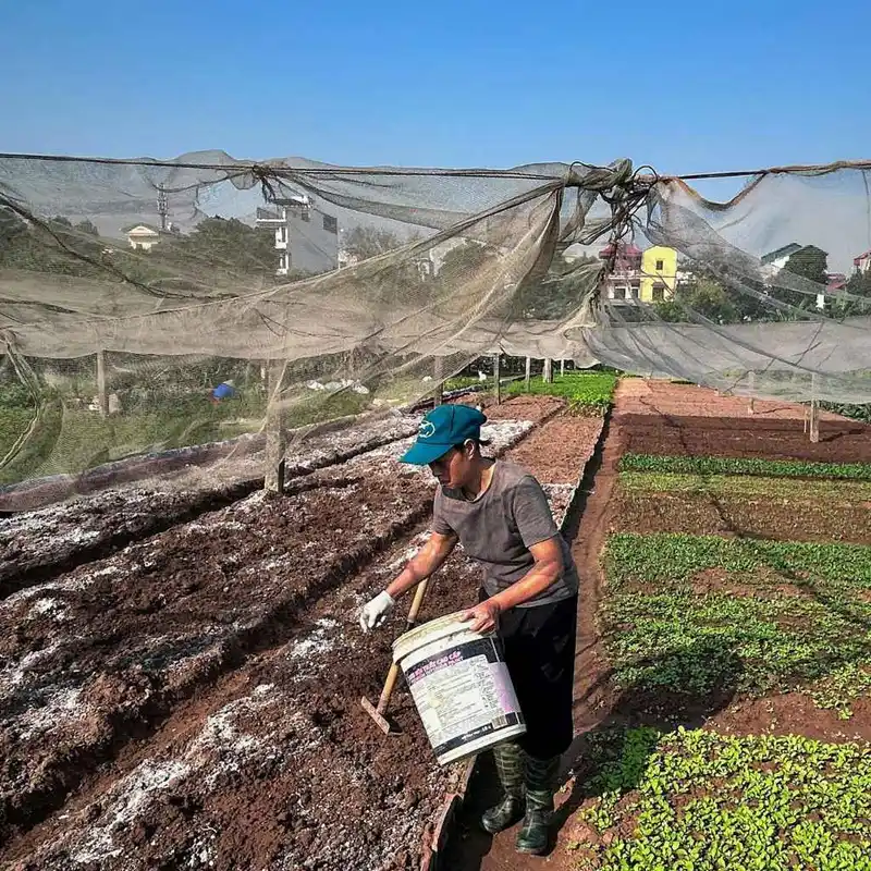 Why Are Wood Chipped Mulches Not Used In Vegetable Gardens?