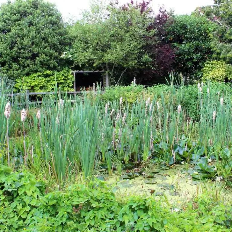 Why Did The Gardener Plant A Seed In The Pond
