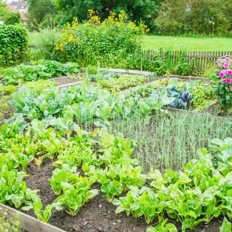 Why Don'T You See Home Vegetable Gardens In Florida