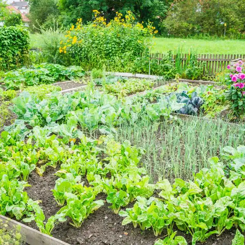 Why Don'T You See Home Vegetable Gardens In Florida