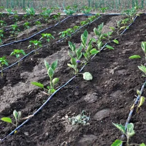 Why Drip Irrigation Is the Most Water-Economical Method Explained