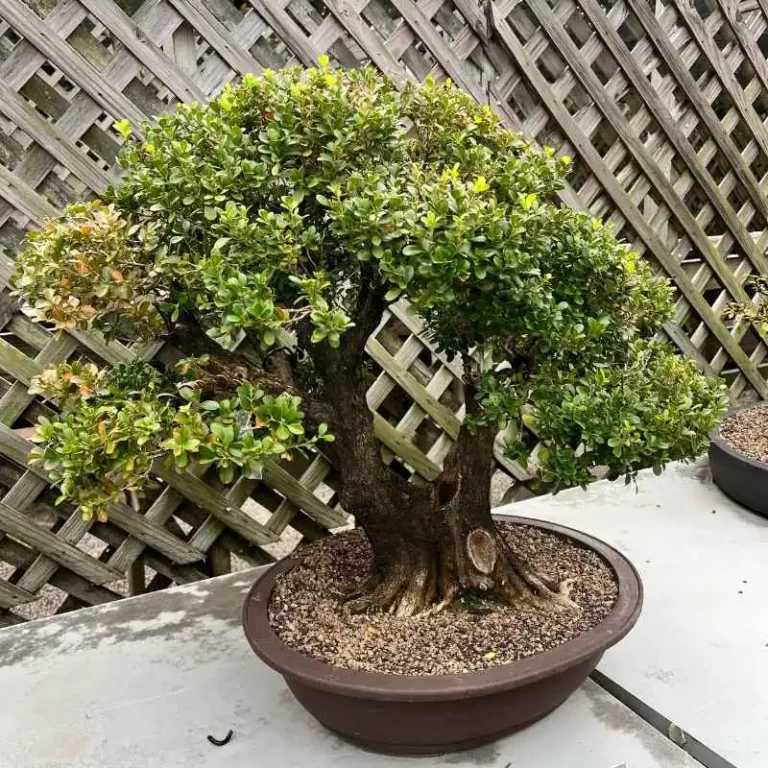 Why Is My Kingsville Boxwood Bonsai Getting Brittle?