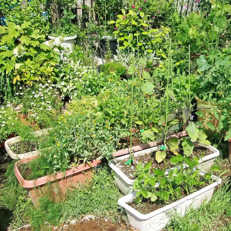 Why Some Say Home Vegetable Gardens Should Be Taxed