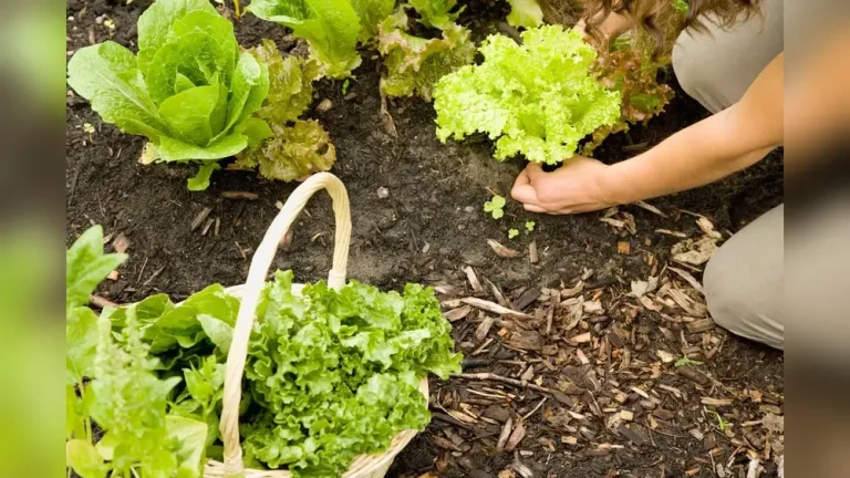 Are Dead Leaves Good for Vegetable Gardens? Surprising Truth