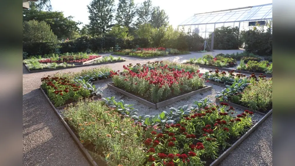 Are Snapdragons Good for Vegetable Gardens? Gardener'S Guide