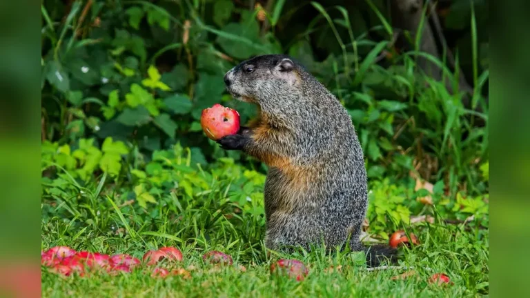 Are Squirrels a Threat to Vegetable Gardens? Yes