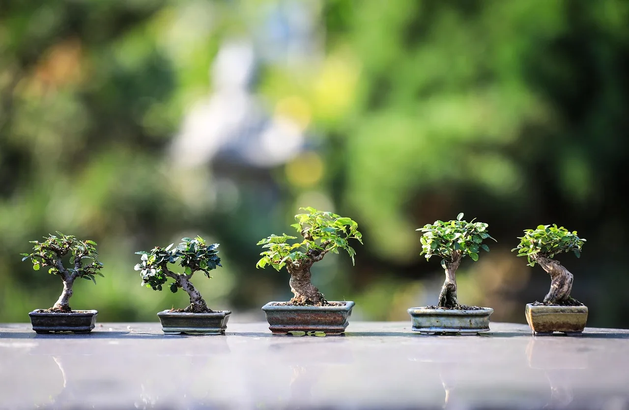 Which fertilizer works best for a developing bonsai?