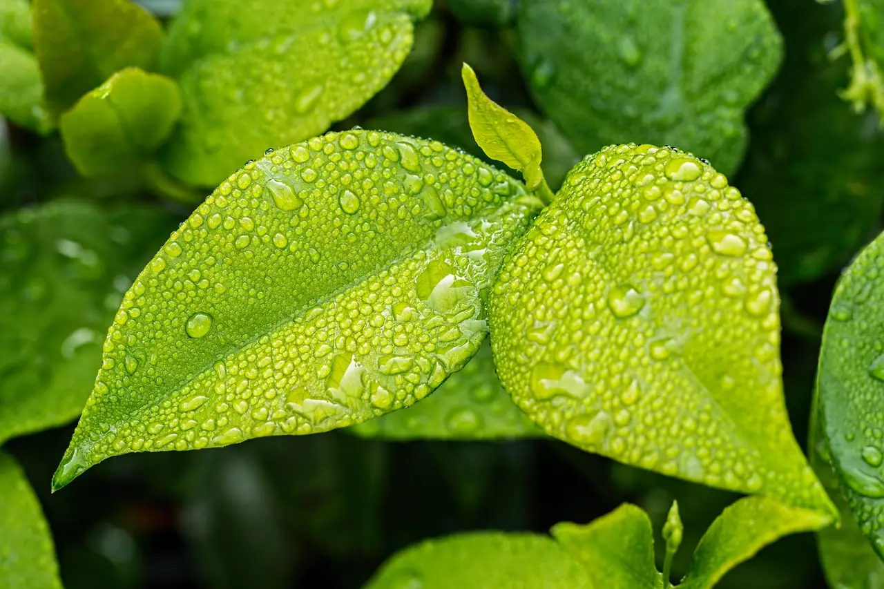 The foliage plant matrix by garden role