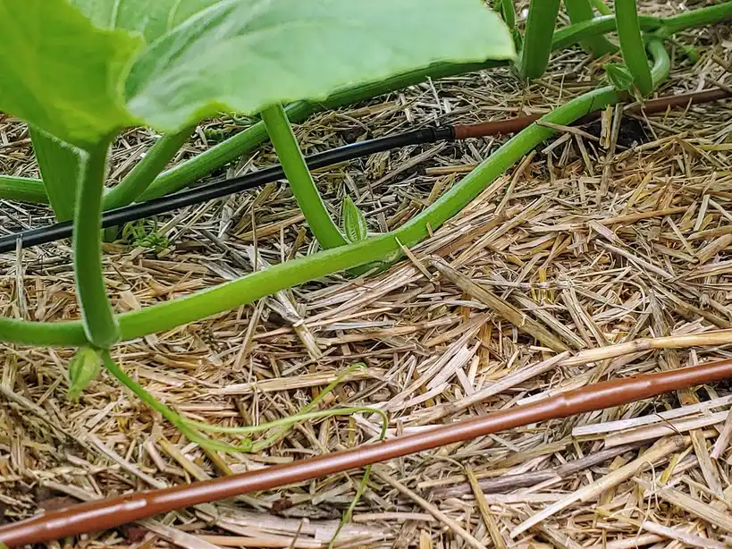 Hand adjusts a drip emitter in a hanging basket with wet leaves and tubing visible.