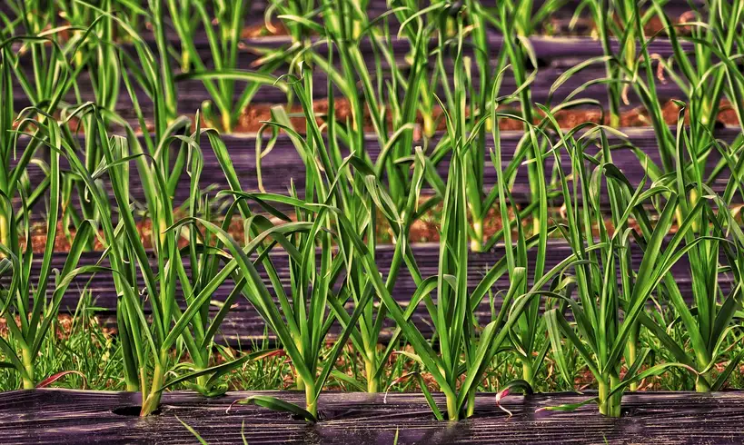 Best mulch materials for vegetable gardens