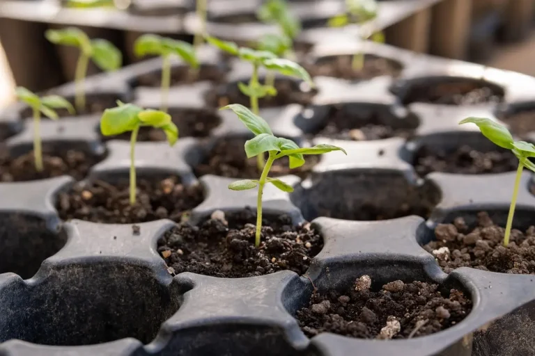 Seed-starting containers on a potting bench by a window with trays, peat pots, and recycled cups