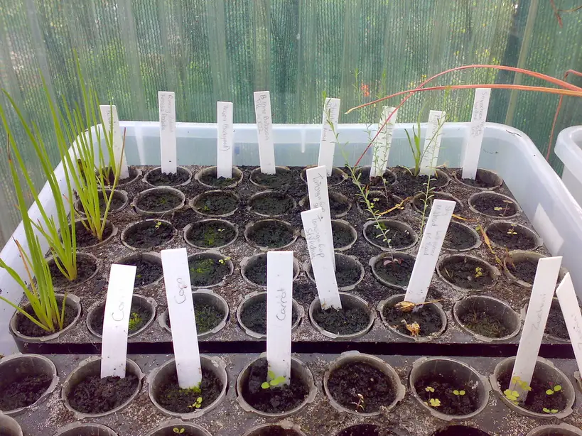 Hands lifting a seedling from a deep cell tray to inspect the roots